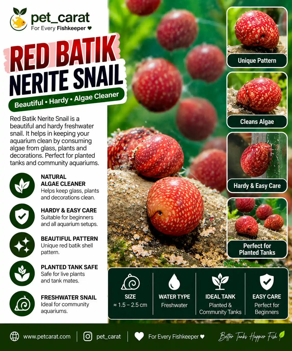 Red Batik Nerite Snail image